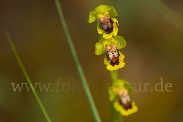 Gelbe Ragwurz (Ophrys lutea)