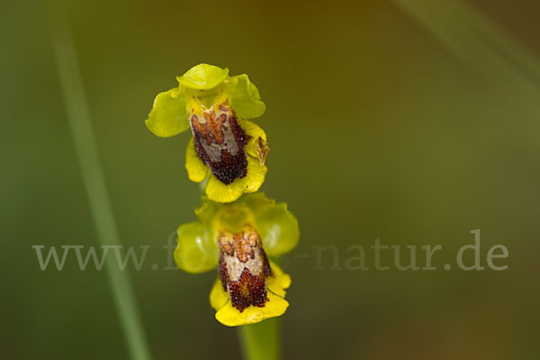 Gelbe Ragwurz (Ophrys lutea)