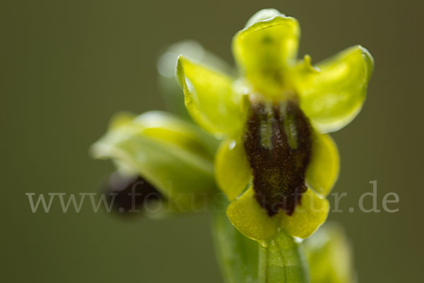 Gelbe Ragwurz (Ophrys lutea)