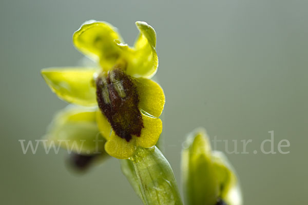 Gelbe Ragwurz (Ophrys lutea)