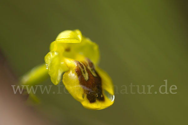 Gelbe Ragwurz (Ophrys lutea)