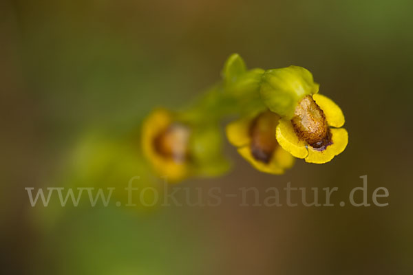 Gelbe Ragwurz (Ophrys lutea)