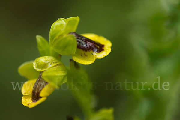 Gelbe Ragwurz (Ophrys lutea)