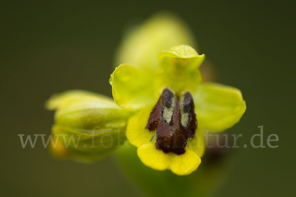 Gelbe Ragwurz (Ophrys lutea)