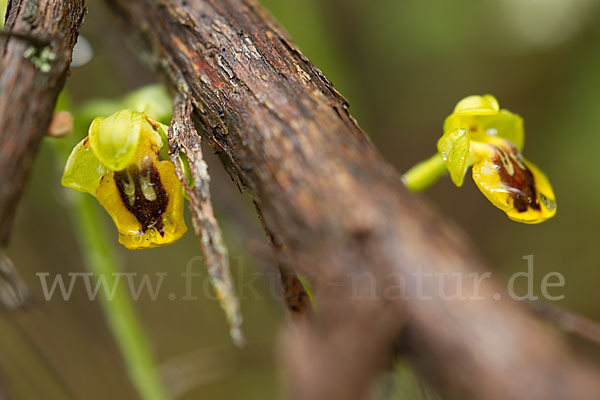 Gelbe Ragwurz (Ophrys lutea)