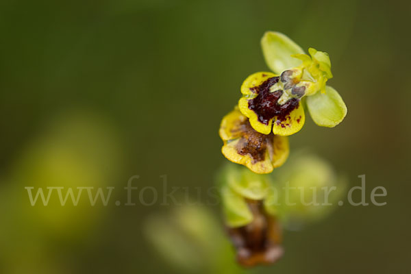 Gelbe Ragwurz (Ophrys lutea)