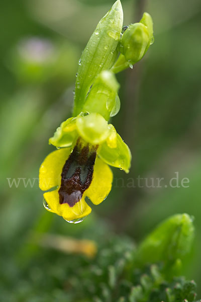 Gelbe Ragwurz (Ophrys lutea)