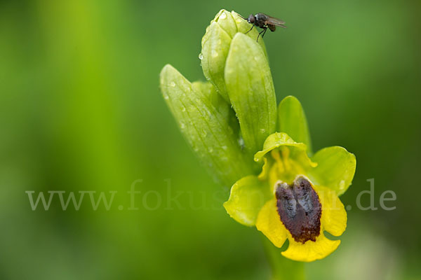 Gelbe Ragwurz (Ophrys lutea)