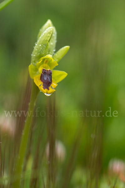 Gelbe Ragwurz (Ophrys lutea)