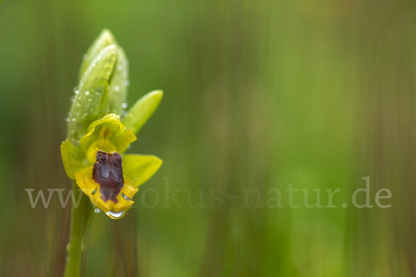 Gelbe Ragwurz (Ophrys lutea)