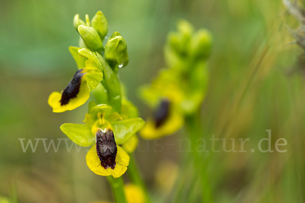 Gelbe Ragwurz (Ophrys lutea)