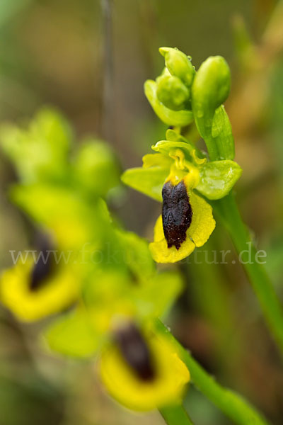 Gelbe Ragwurz (Ophrys lutea)