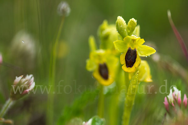 Gelbe Ragwurz (Ophrys lutea)