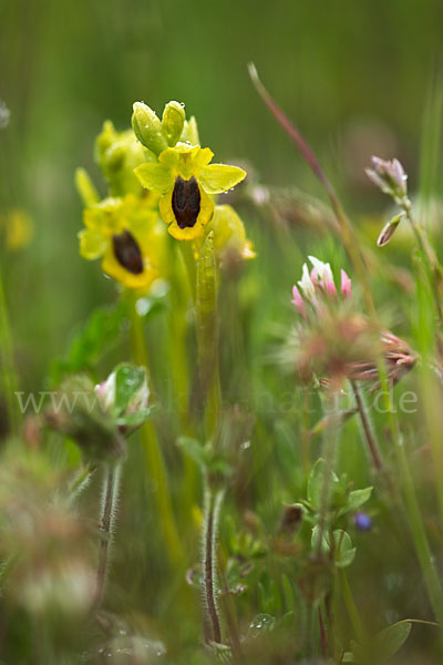 Gelbe Ragwurz (Ophrys lutea)