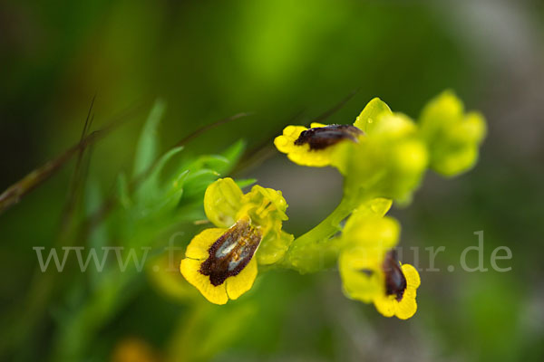 Gelbe Ragwurz (Ophrys lutea)