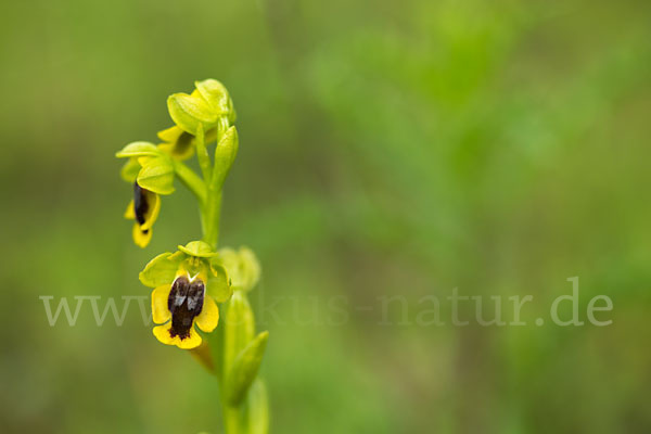 Gelbe Ragwurz (Ophrys lutea)