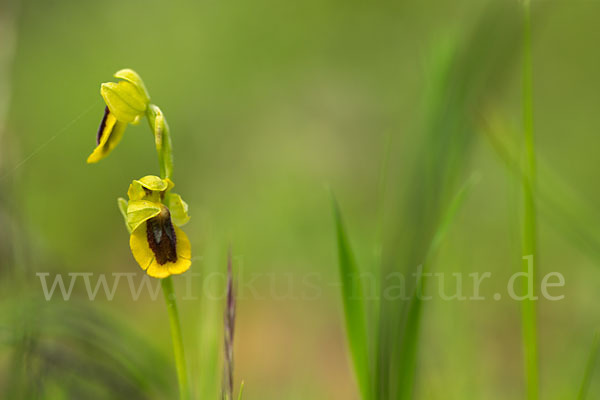 Gelbe Ragwurz (Ophrys lutea)