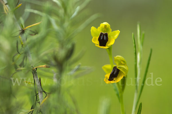 Gelbe Ragwurz (Ophrys lutea)