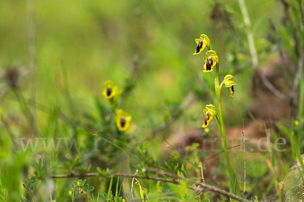 Gelbe Ragwurz (Ophrys lutea)