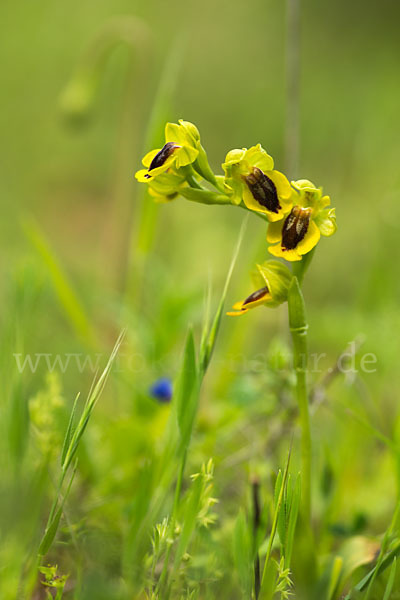 Gelbe Ragwurz (Ophrys lutea)