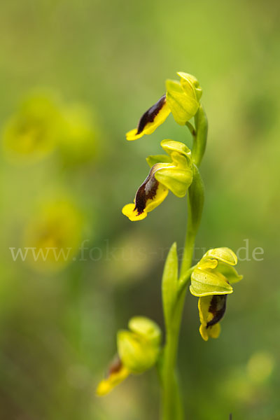 Gelbe Ragwurz (Ophrys lutea)