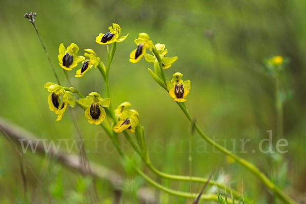 Gelbe Ragwurz (Ophrys lutea)