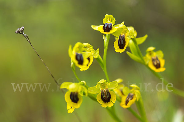 Gelbe Ragwurz (Ophrys lutea)