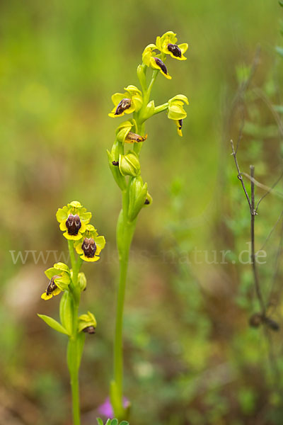 Gelbe Ragwurz (Ophrys lutea)