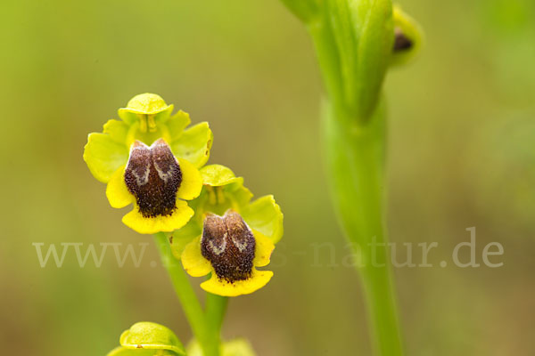 Gelbe Ragwurz (Ophrys lutea)