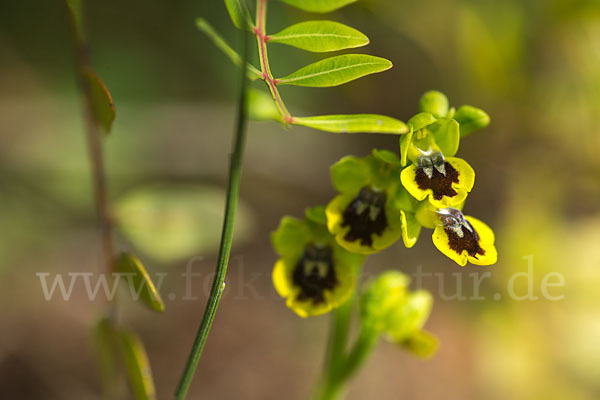 Gelbe Ragwurz (Ophrys lutea)