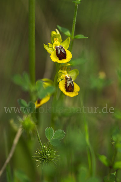 Gelbe Ragwurz (Ophrys lutea)