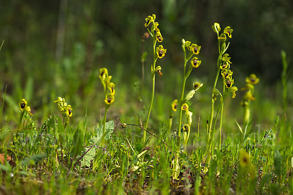 Gelbe Ragwurz (Ophrys lutea)