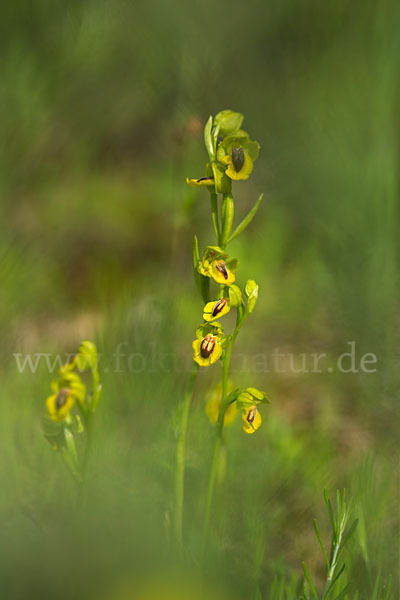 Gelbe Ragwurz (Ophrys lutea)