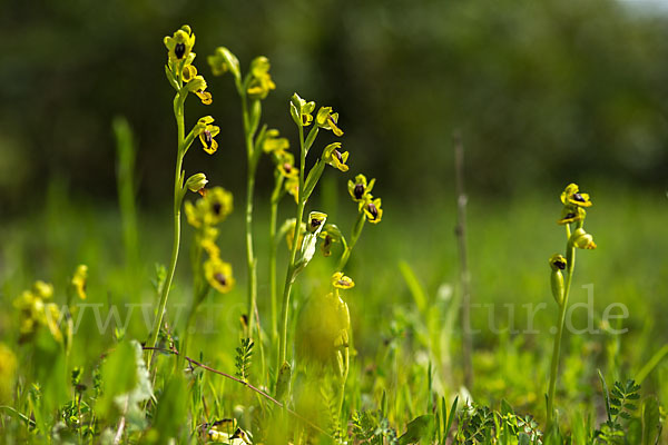 Gelbe Ragwurz (Ophrys lutea)