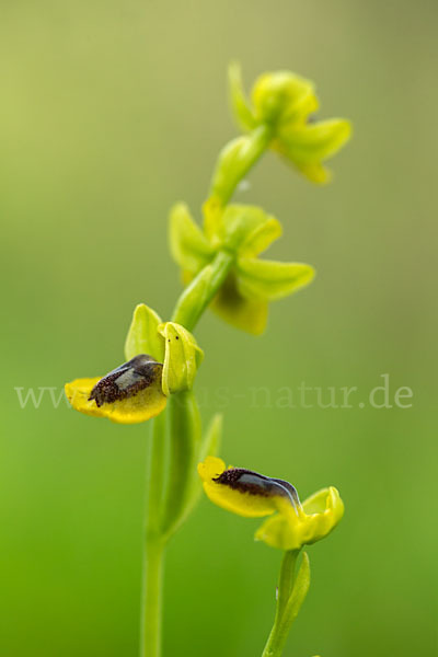 Gelbe Ragwurz (Ophrys lutea)