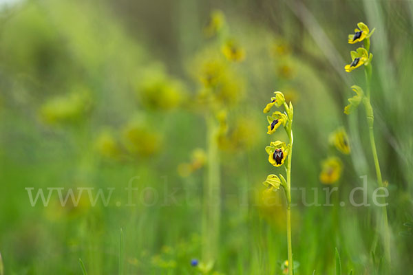 Gelbe Ragwurz (Ophrys lutea)