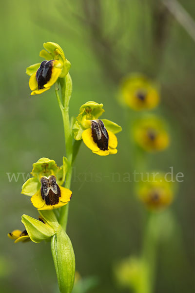 Gelbe Ragwurz (Ophrys lutea)