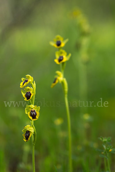 Gelbe Ragwurz (Ophrys lutea)