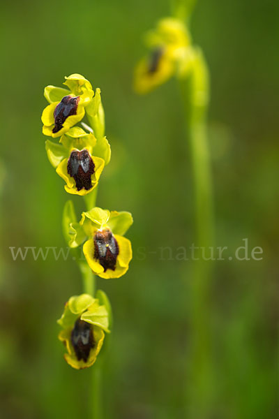 Gelbe Ragwurz (Ophrys lutea)