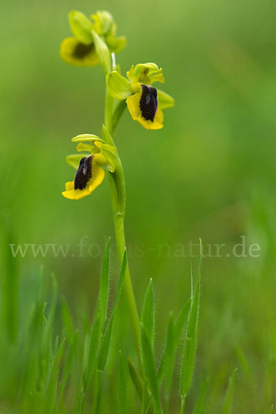 Gelbe Ragwurz (Ophrys lutea)