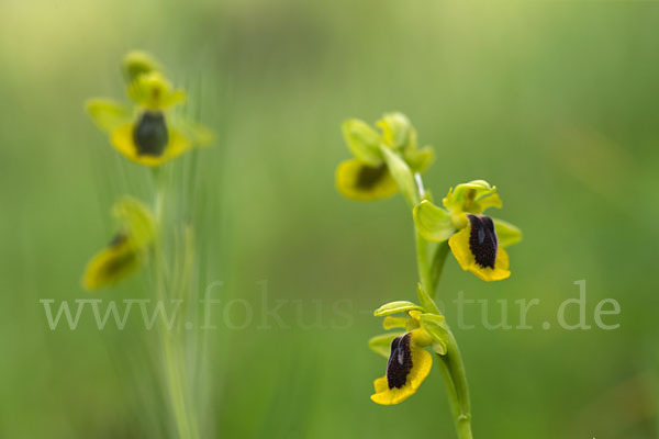 Gelbe Ragwurz (Ophrys lutea)