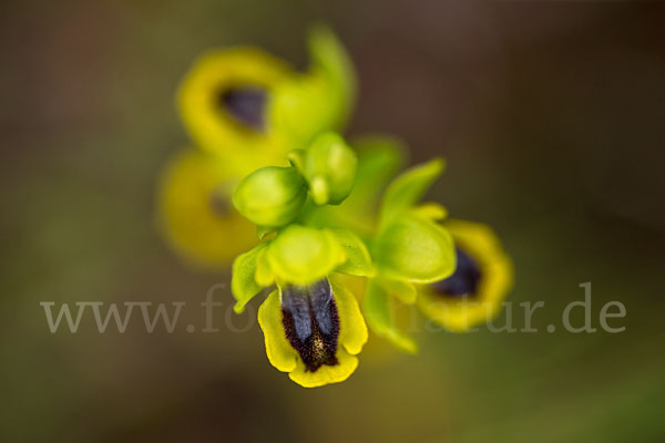 Gelbe Ragwurz (Ophrys lutea)