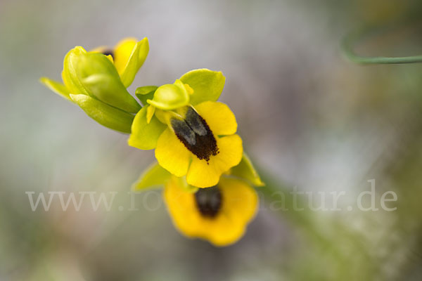 Gelbe Ragwurz (Ophrys lutea)