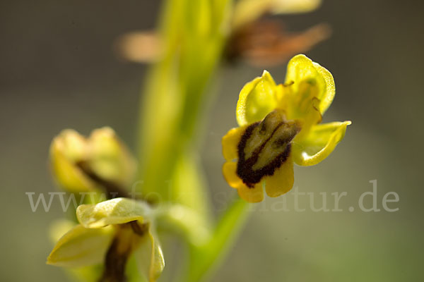 Gelbe Ragwurz (Ophrys lutea)