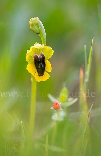 Gelbe Ragwurz (Ophrys lutea)