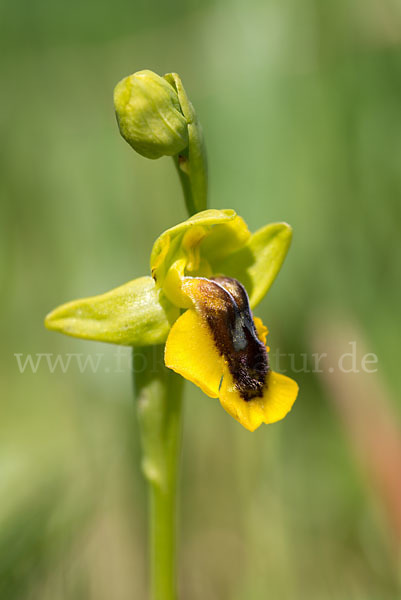 Gelbe Ragwurz (Ophrys lutea)