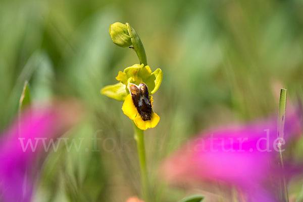 Gelbe Ragwurz (Ophrys lutea)