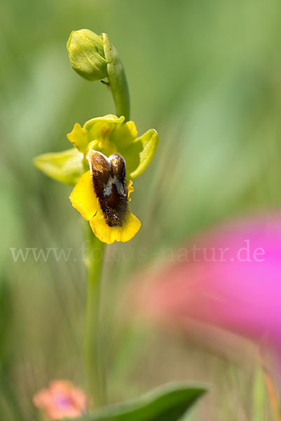 Gelbe Ragwurz (Ophrys lutea)