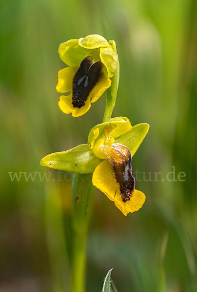 Gelbe Ragwurz (Ophrys lutea)