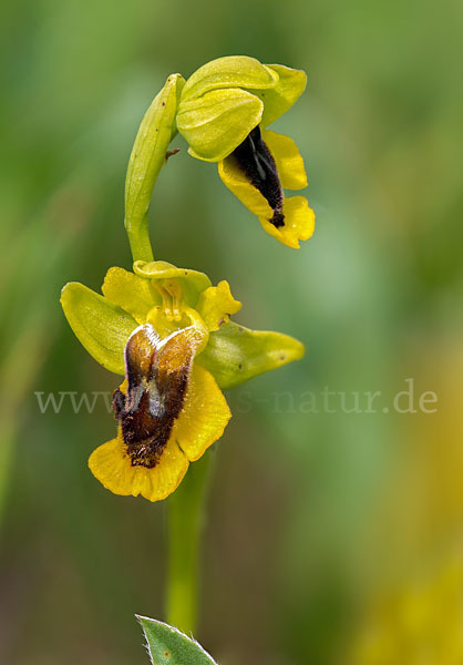 Gelbe Ragwurz (Ophrys lutea)